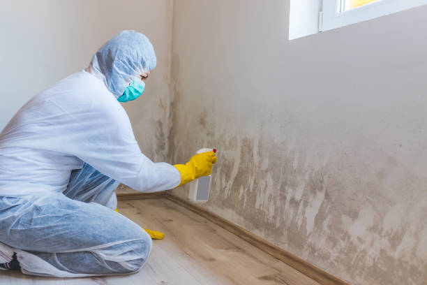 Licensed Mold Testing service in Watertown, MA - WQB Mold Removal